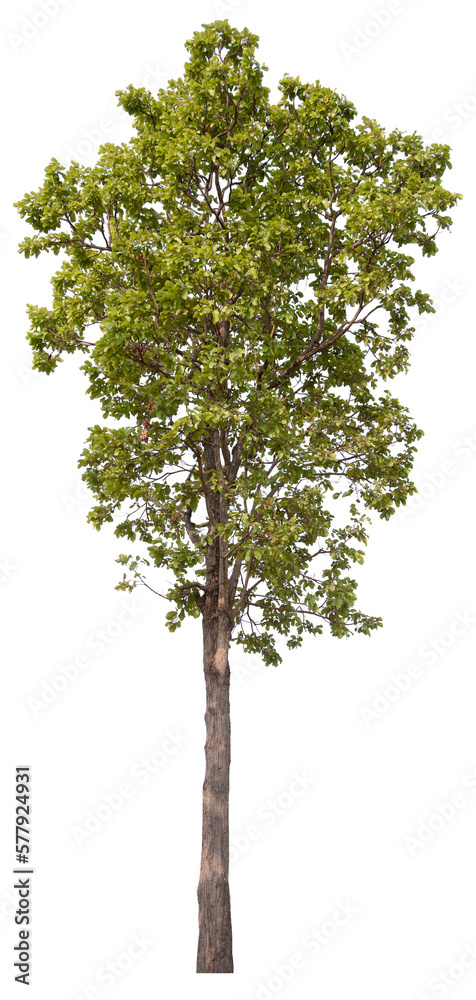 Wall mural png tree with removed original background for easy to drag and drop in new project