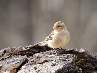 Finch on the ground