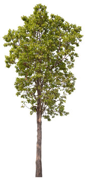 PNG tree with removed original background for easy to drag and drop in new project	