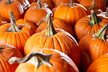 A view of big orange pumpkins, on display at a local pumpkin patch.