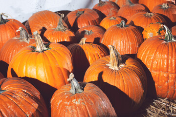 A view of big orange pumpkins, on display at a local pumpkin patch.