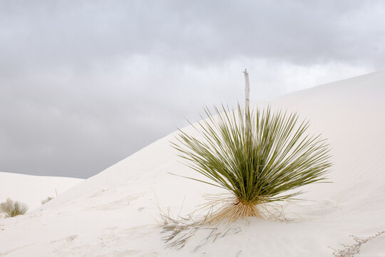A view of a soaptree yucca plant on a sand dune, seen at White Sands National Park.