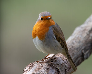 robin on a branch