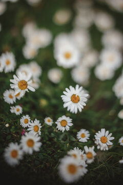 a freelensed close up image of a field of daisies