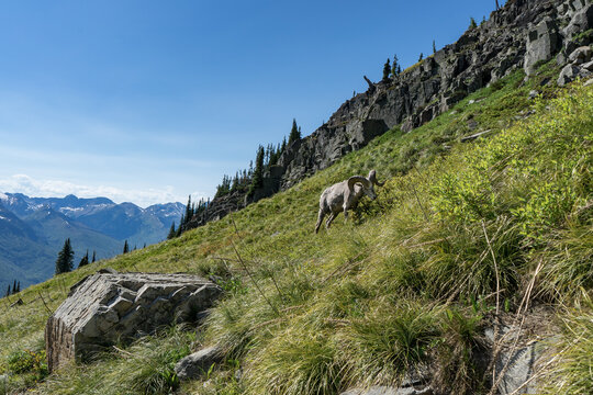 Big Horn Sheep feeding on grass looking down at camera, Glacier Park