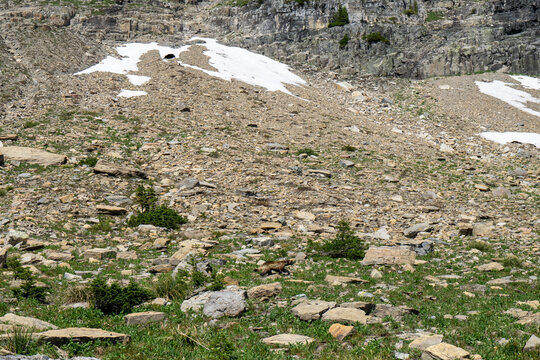 Wolverine walking across alpine tundra, Glacier National Park, Montana