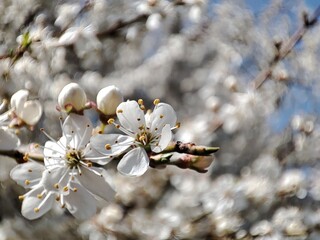 snow-white beautiful flowers on a plum branch in early spring