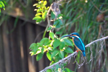カワセミが見ている
