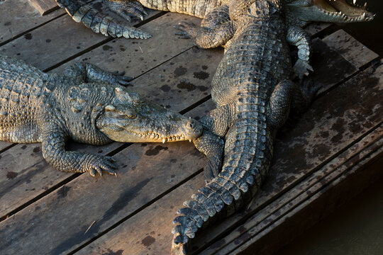 Detail of crocodiles on wooden platform at sunrise, Ton Le Sap lake
