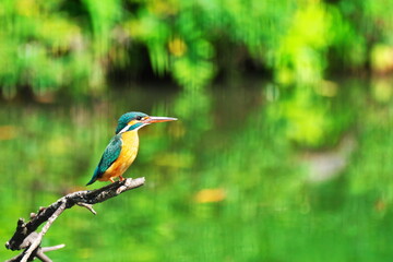 近所の絵になる翡翠