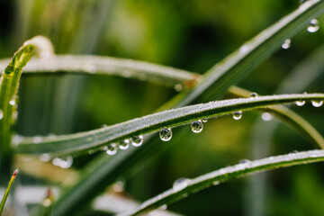 Rain drops on Blades of Grass