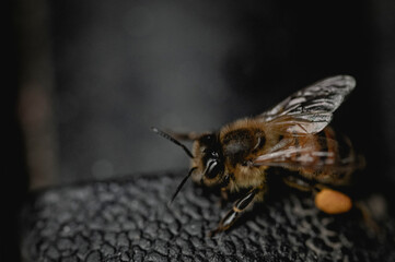 Close view of bee sitting on black leather. Useful insect.