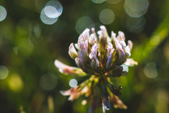 White Clover with Morning Dew Sparkling on it's Petals