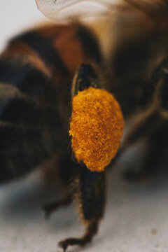 The macro view of pollen basket, part of honeybee worker's body.