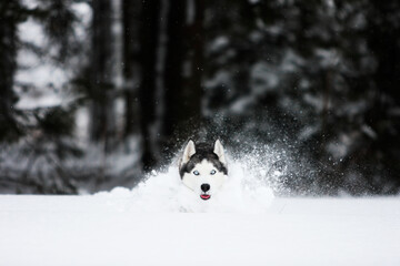 Siberian Husky is running in the snow