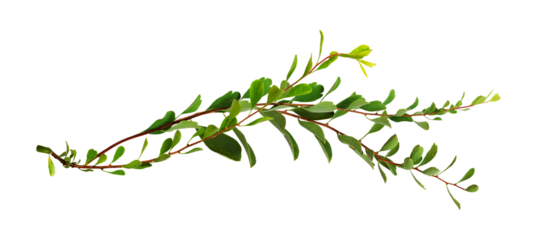 Twigs with small green leaves isolated on white or transparent background