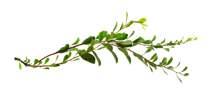 Twigs with small green leaves isolated on white or transparent background