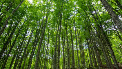 Fototapeta na wymiar oxygen in the green spring forest