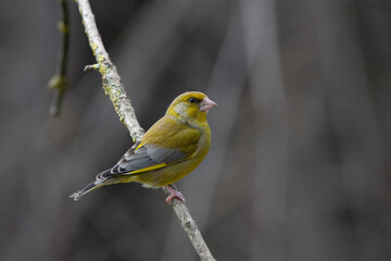 greenfinch on a branch