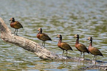White-faced Whistling-duck - Dendrocygna viduata, beatiful colored duck from African and South...