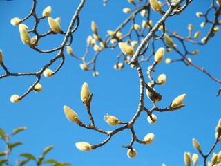 青空と蕾のハクモクレン
