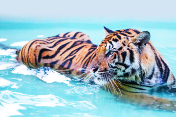 Fototapeta na wymiar Tiger is lying in pool