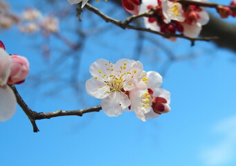 白梅と青空
