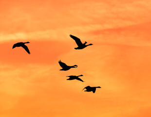 Geese flying in formation against a dramatic sunset sky.