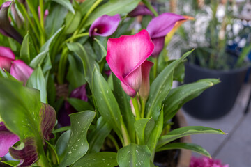 Close-up of red-pink calla flowers blooming in the greenhouse
