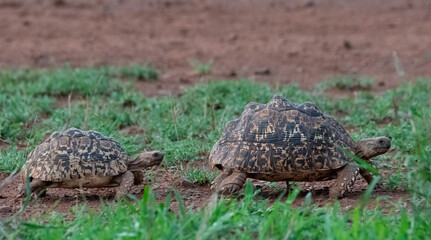 Following my leader. A juvenile leopard tortoise follws his mother in Zimanga Private Game Reserve, Kwa Zulu Natal, South Africa.