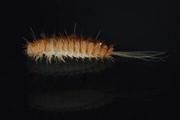 Larva, larvae of carpet beetle Anthrenus, Trogoderma, Attagenus, Dermestidae, Skin beetles family a synanthropic pest which lives in houses and apartments.