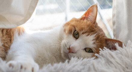 くつろぐ猫　茶トラ白