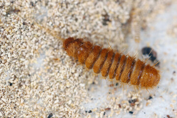 Larva, larvae of carpet beetle Anthrenus, Trogoderma, Attagenus, Dermestidae, Skin beetles family a synanthropic pest which lives in houses and apartments.