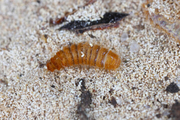 Larva, larvae of carpet beetle Anthrenus, Trogoderma, Attagenus, Dermestidae, Skin beetles family a synanthropic pest which lives in houses and apartments.