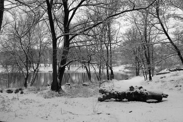Forest near Kiev at winter. Monochrome