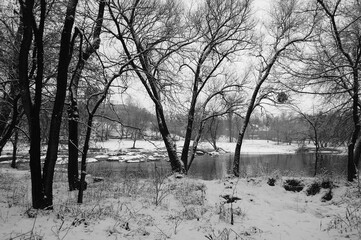 Forest near Kiev at winter. Monochrome