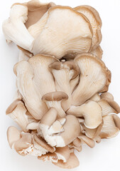 Fototapeta premium Oyster mushrooms - Pleurotus ostreatus isolated on a white background
