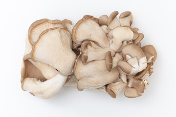 Fototapeta premium Oyster mushrooms - Pleurotus ostreatus isolated on a white background