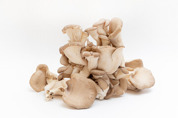 Oyster mushrooms - Pleurotus ostreatus isolated on a white background