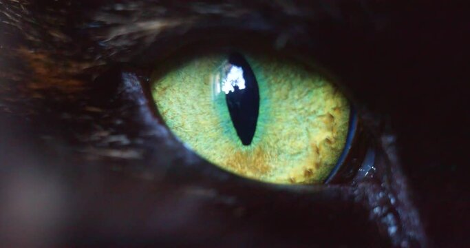 Close-up video of a green-yellow eye of a domestic cat.