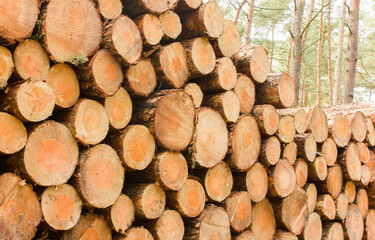 Brennholz Kiefer Kieferholz Holz Bauholz Forstwirtschaft  im Wald 