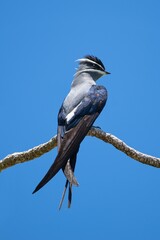 The moustached tree swift (Hemiprocne mystacea) - Raja Ampat, West Papua, Indonesia