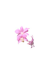 Obraz na płótnie Canvas close up of beautiful pink orchid isolated on white background, clipping path included.