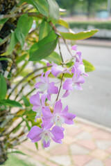 purple orchids blooming in the public garden on blurred background