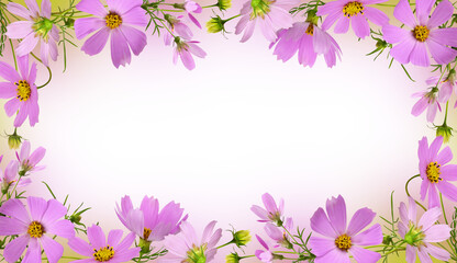 Pink cosmos flowers in a floral frame on white or transparent background