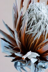 dry flower Protea on beige  background close up. Exotic flower fine art  poster. minimal floral...
