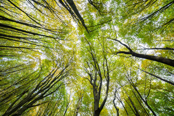 Bottom view of the sky and trees.