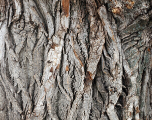 Old willow bark, bark texture, natural background