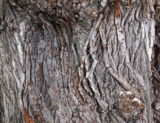 Old willow bark, bark texture