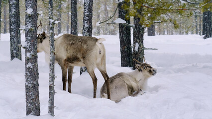 Western Siberia, a herd of reindeer in the winter forest.